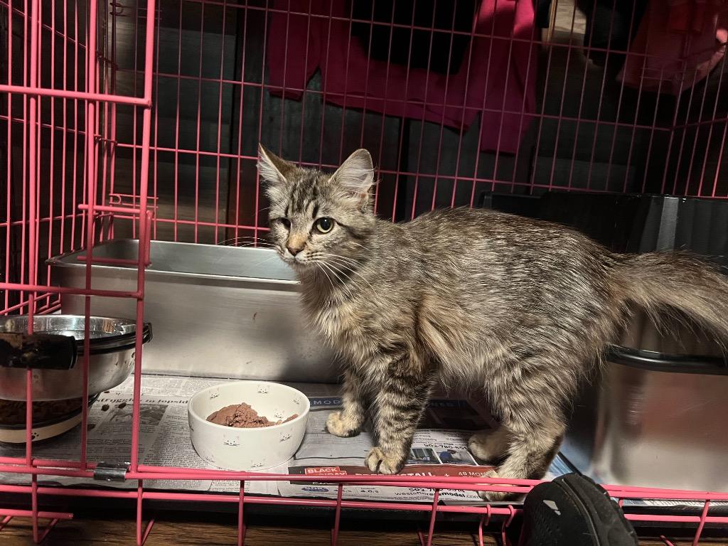 Enlarge Sashaye, a Adoptable mixed breed in Murray, KY image 2/6