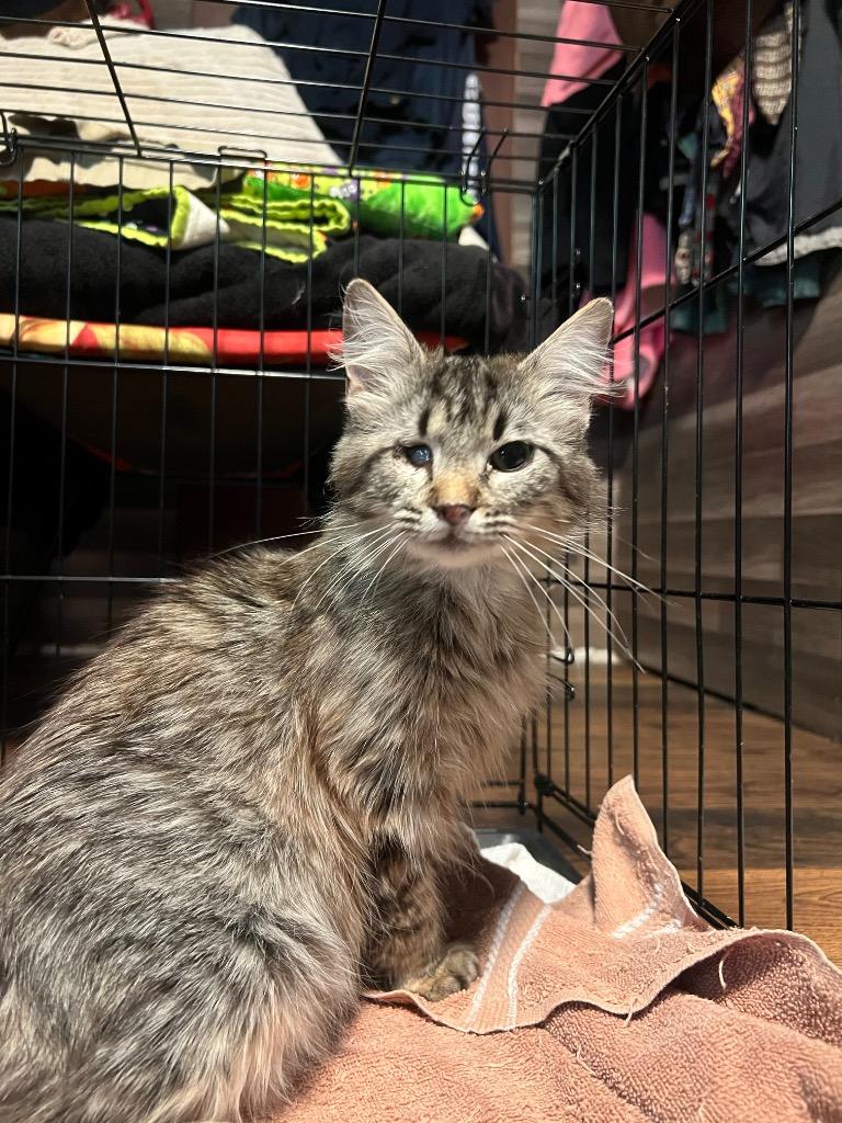 Enlarge Sashaye, a Adoptable mixed breed in Murray, KY image 3/6