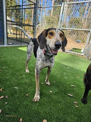 Enlarge BO, an adopted mixed breed in Fernandina Beach, FL image 4/4
