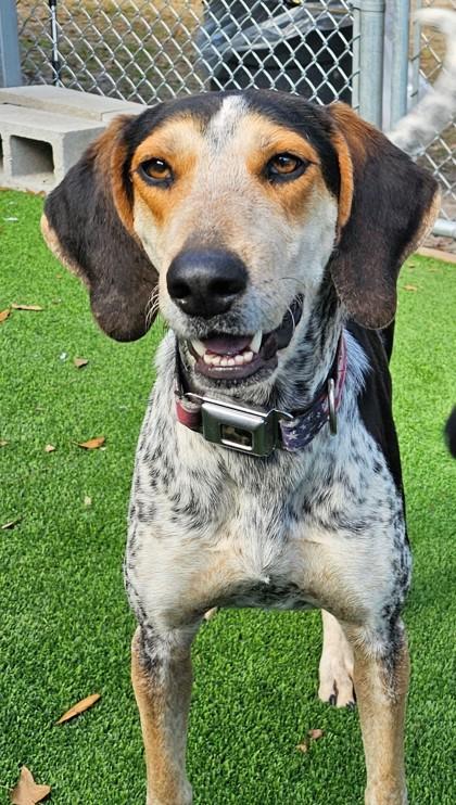 Enlarge BO, an adopted mixed breed in Fernandina Beach, FL image 3/4