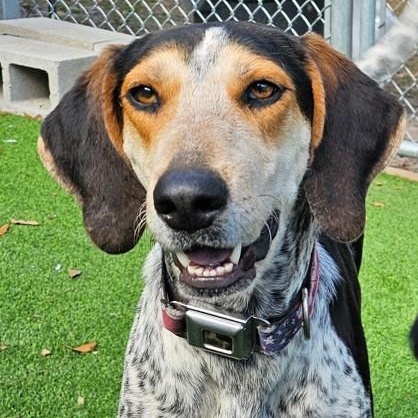 BO, adopted, Young Male Bluetick Coonhound.