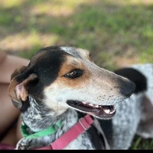 Enlarge BO, an adopted mixed breed in Fernandina Beach, FL image 2/4