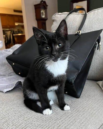 Menace, Adoptable, Adult Male Domestic Short Hair & Domestic Short Hair.