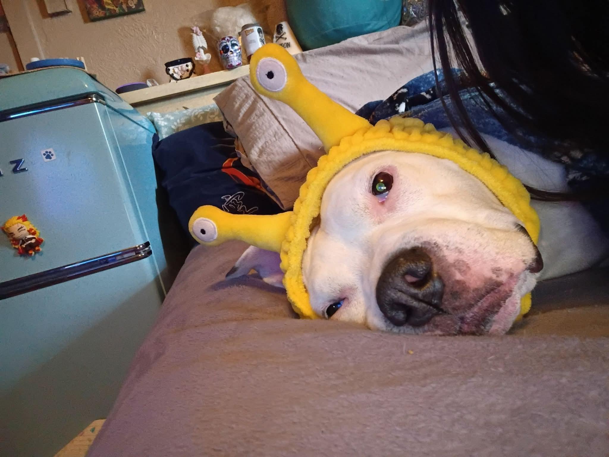 Cruz, Adoptable, Senior Male Pit Bull Terrier.