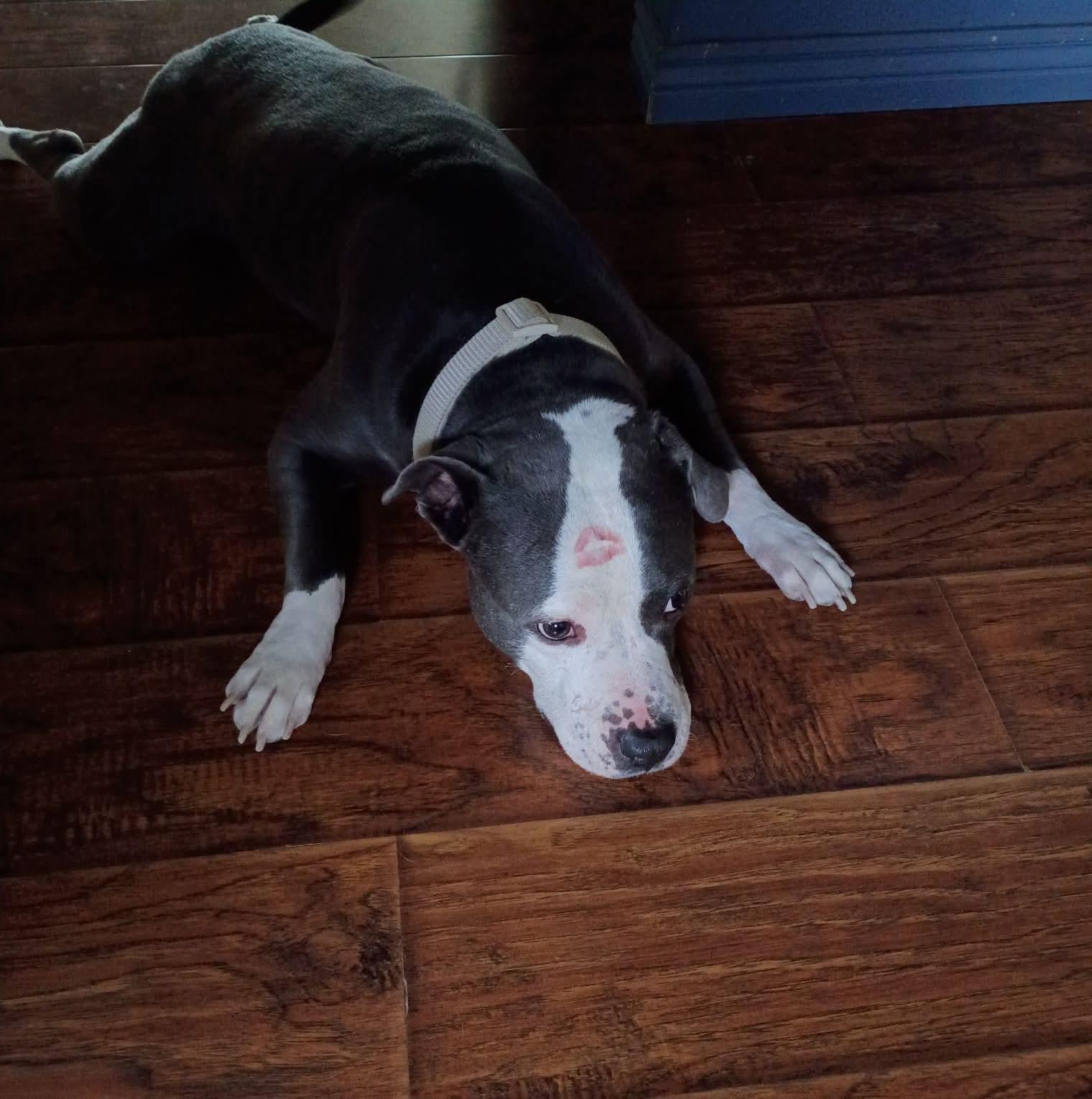 Cruz, a Adoptable mixed breed in Colorado Springs, CO image 2/5