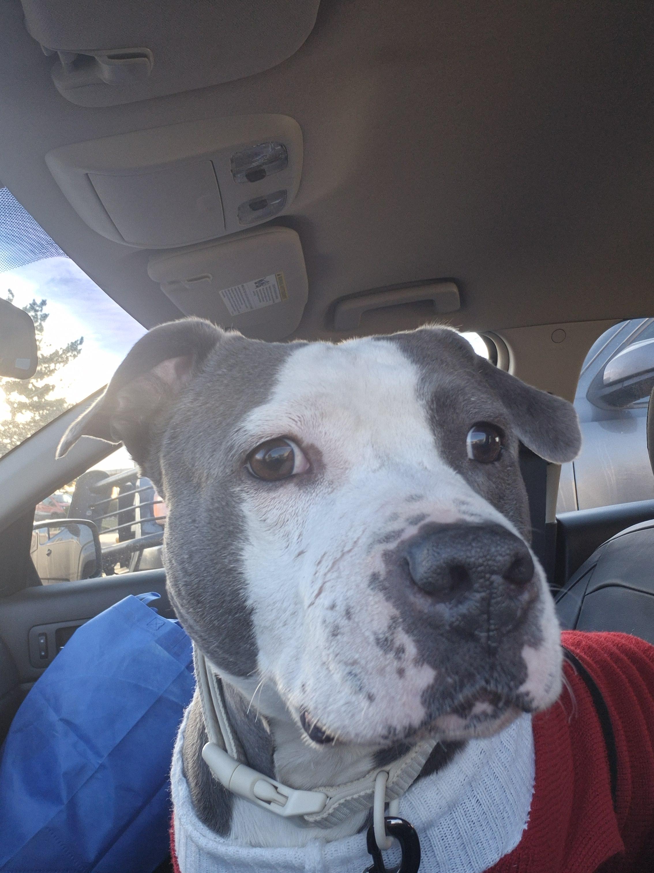 Cruz, a Adoptable mixed breed in Colorado Springs, CO image 3/5