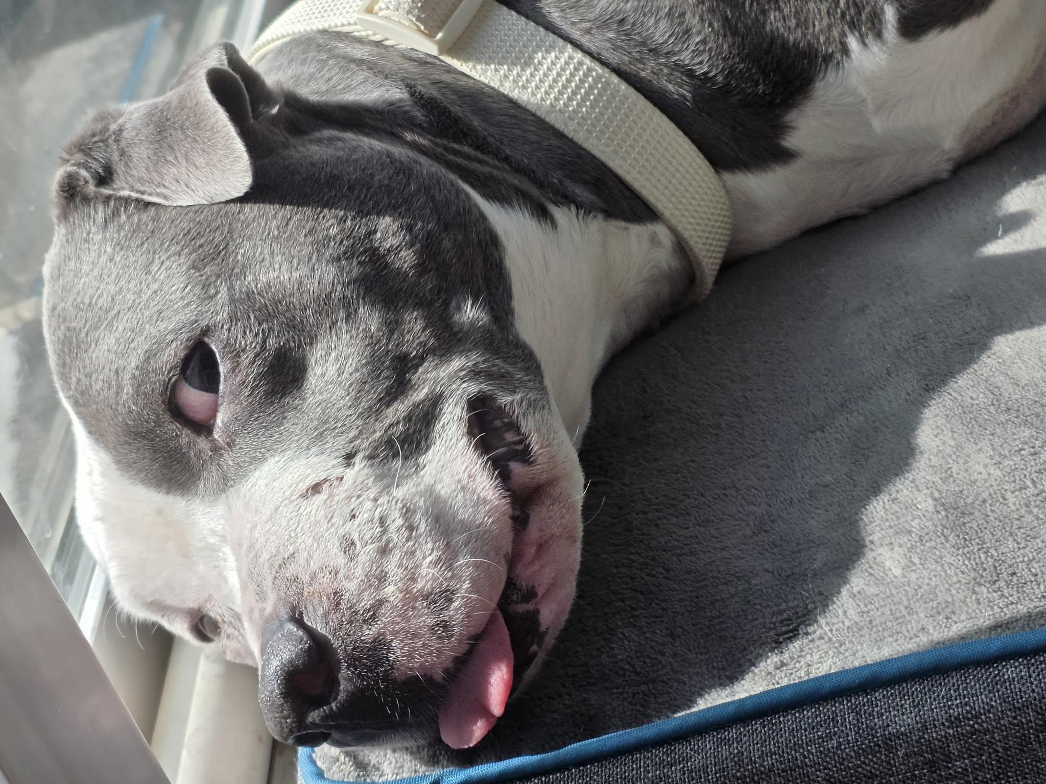Cruz, a Adoptable mixed breed in Colorado Springs, CO image 4/5