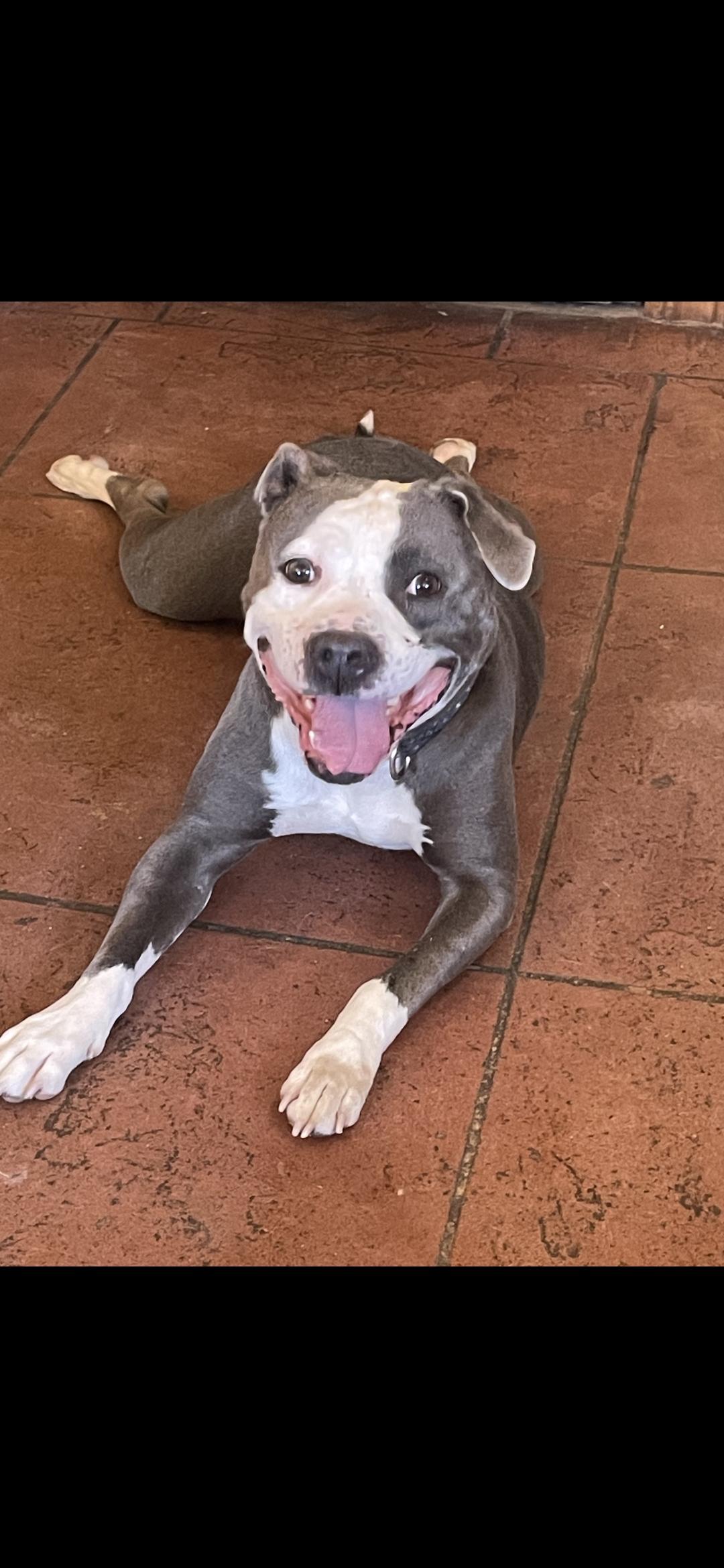 Cruz, Adoptable, Senior Male Pit Bull Terrier.