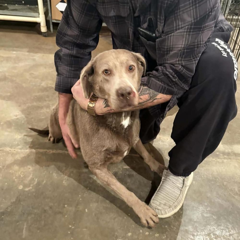 Birdie Blu, Adoptable, Adult Female Labrador Retriever.