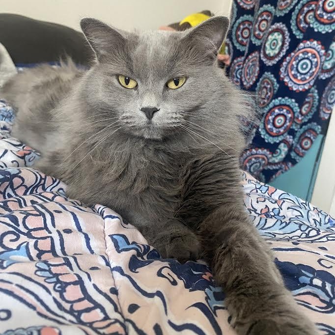 Enlarge Missy, a ADOPTABLE British Longhair in Blue Earth, MN image 1/3