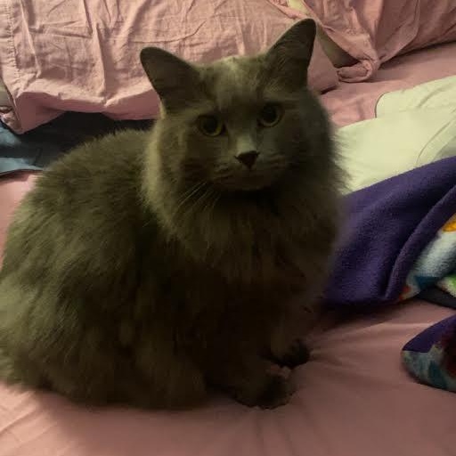 Enlarge Missy, a ADOPTABLE British Longhair in Blue Earth, MN image 2/3