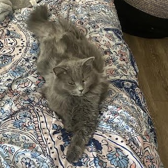 Enlarge Missy, a ADOPTABLE British Longhair in Blue Earth, MN image 3/3