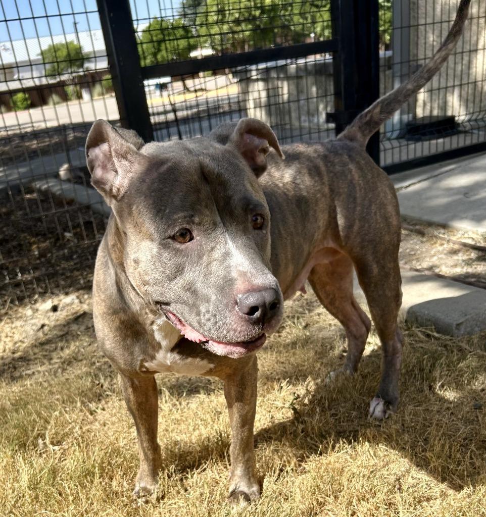 Ladybug, Adoptable, Adult Female Pit Bull Terrier.