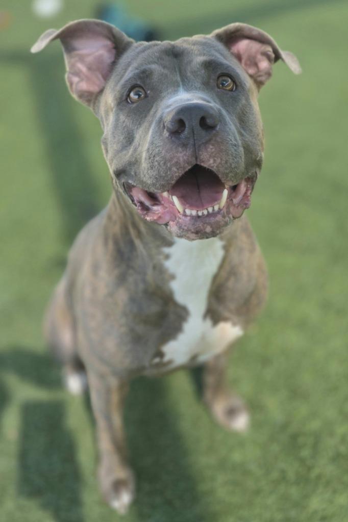 Enlarge Ladybug, a Adoptable Pit Bull Terrier in Little Elm, TX image 2/3