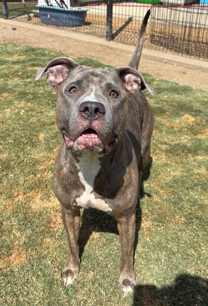 Enlarge Ladybug, a Adoptable Pit Bull Terrier in Little Elm, TX image 3/3