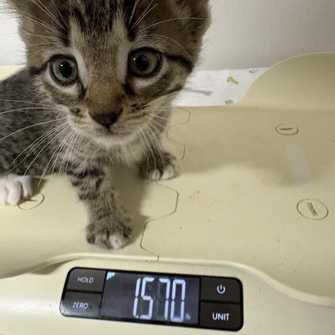 BRAZ-Stray-136752_2_3_4_5