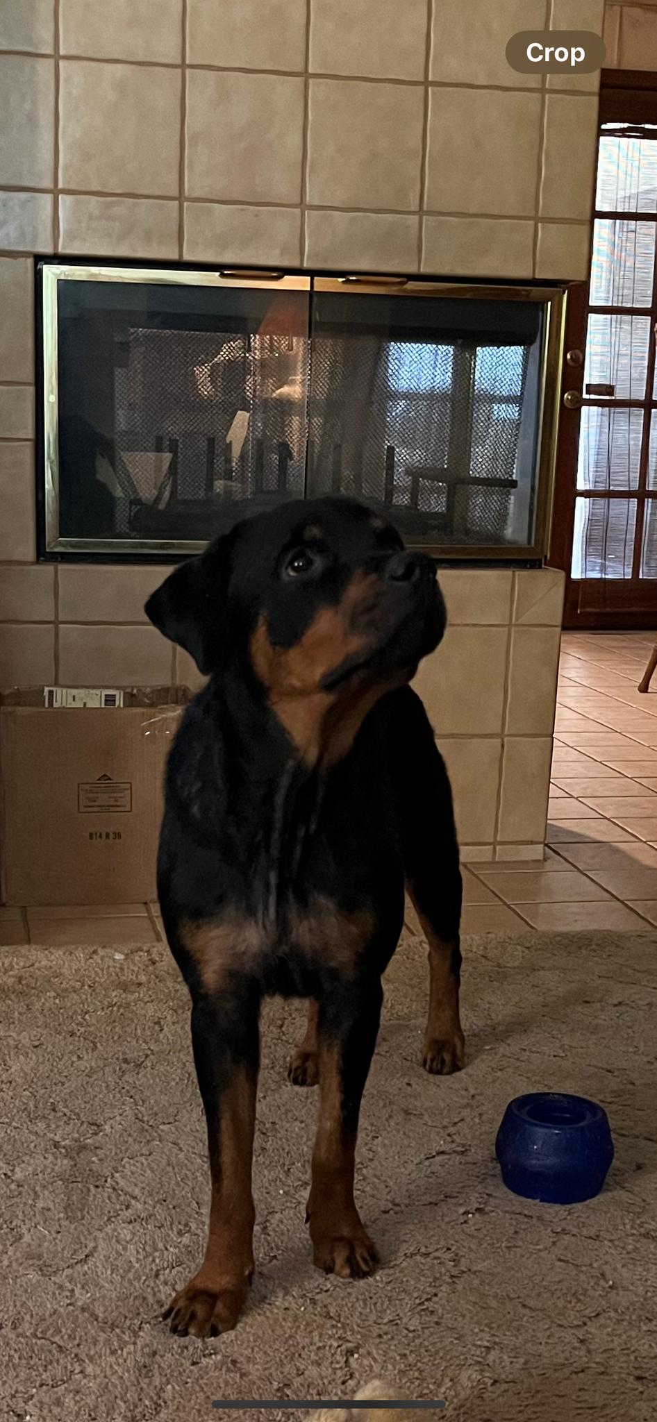 Mina, Adopted, Young Female Rottweiler.