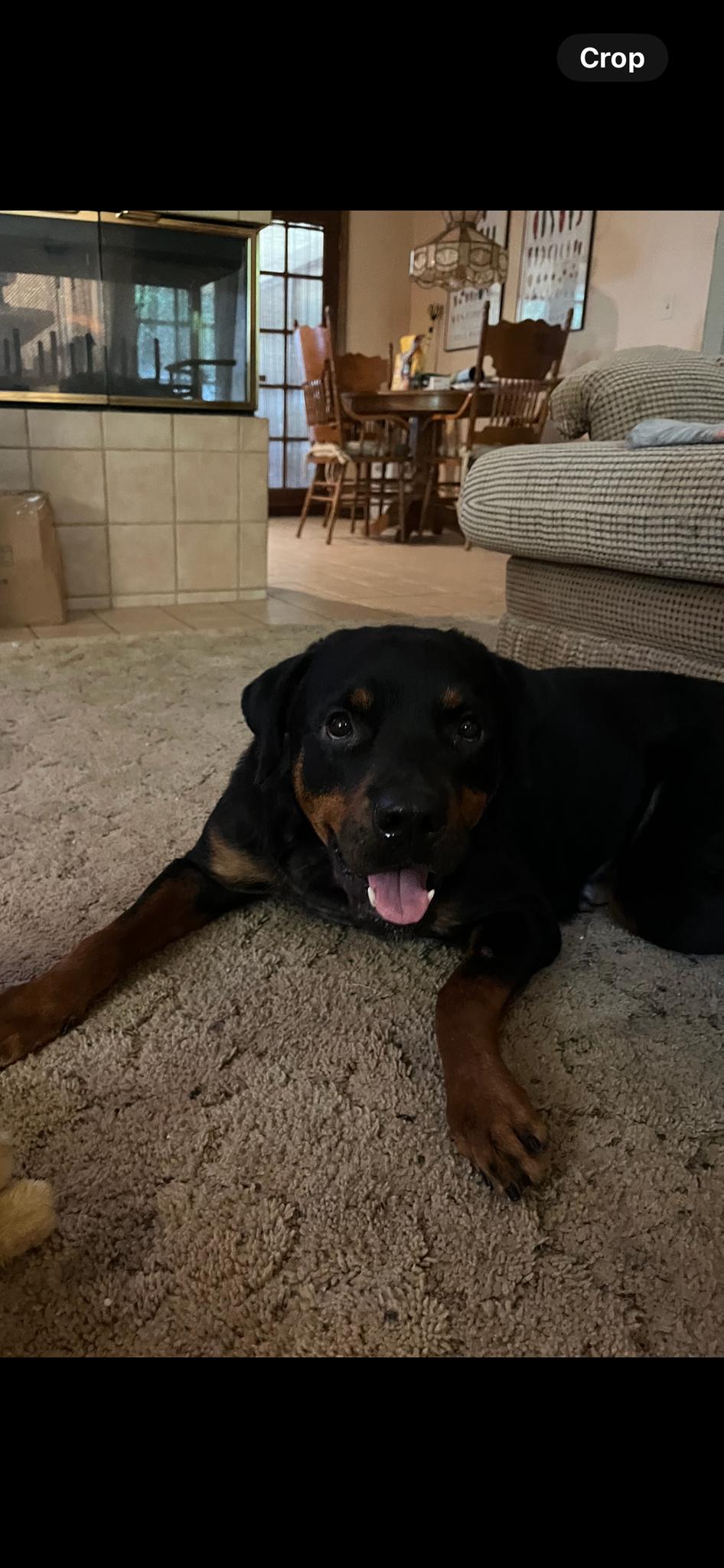 Enlarge Mina, a Adopted Rottweiler in Deltona, FL image 2/2