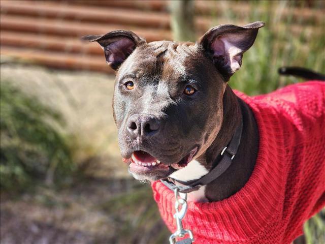 TOMMY*, Adoptable, Adult Male Staffordshire Bull Terrier & Pit Bull Terrier.