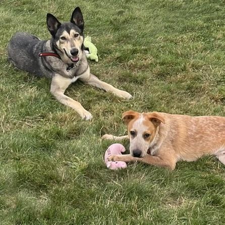 Robbie Love Bug, Smart, & Adventure Buddy. Fostered in Woburn, MA, Adoptable, Puppy Male Cattle Dog & Australian Cattle Dog / Blue Heeler.