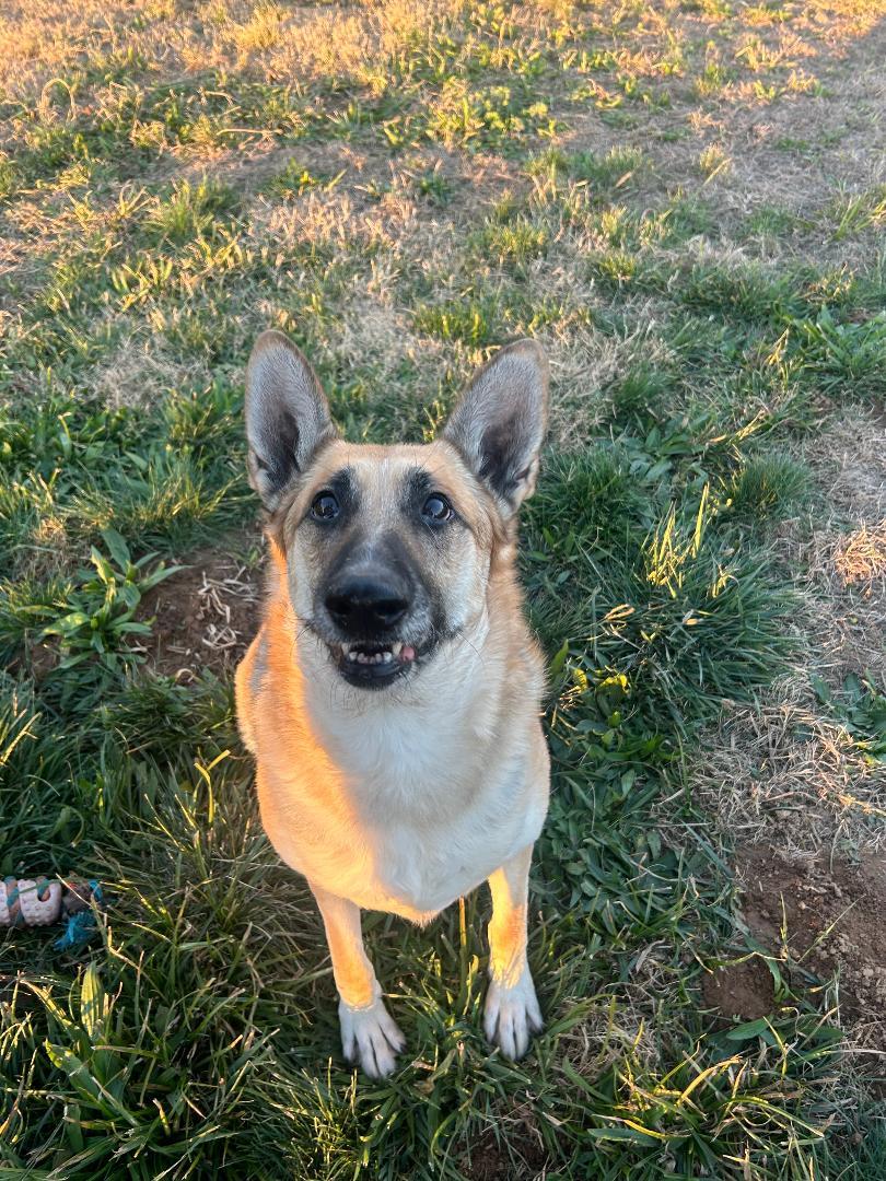 Enlarge Honey, a Adoptable German Shepherd Dog in Herald, CA image 1/1