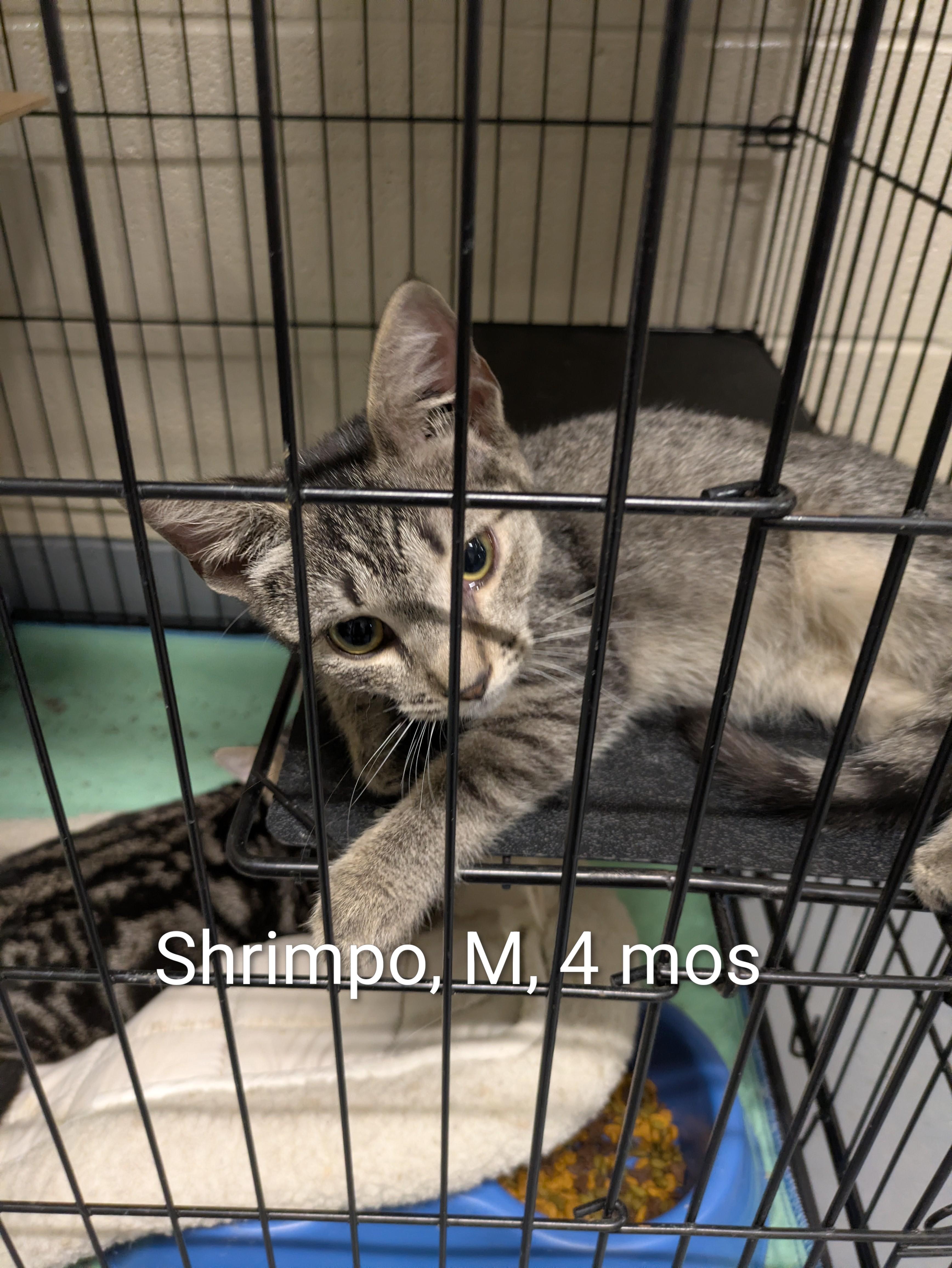 Shrimpo, Adoptable, Young Male Domestic Short Hair.