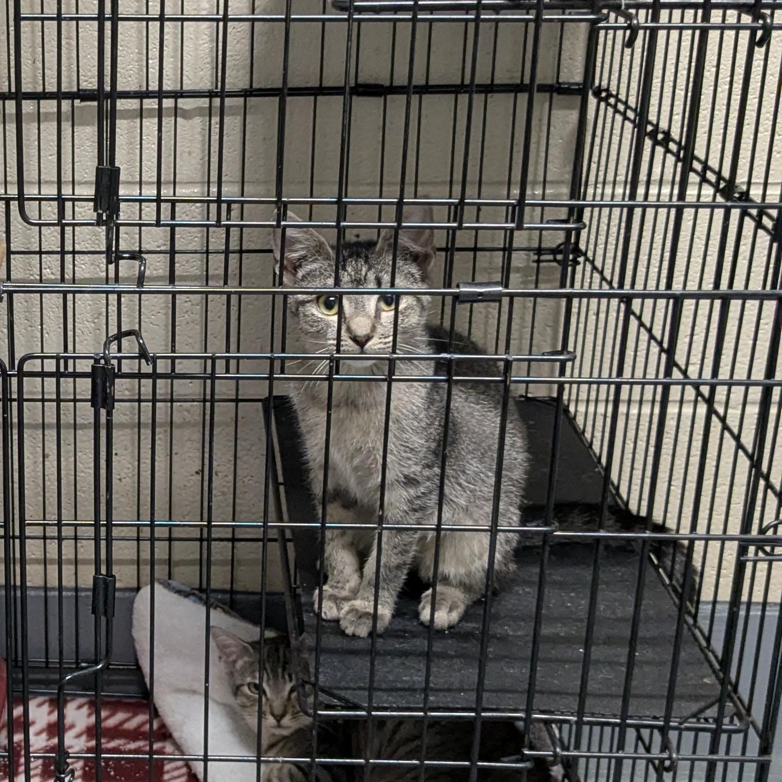 Enlarge Shrimpo, a Adoptable mixed breed in Bedford, VA image 2/2