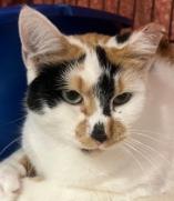 Enlarge Carmella, a Adoptable Domestic Short Hair in Milwaukee, WI image 1/1