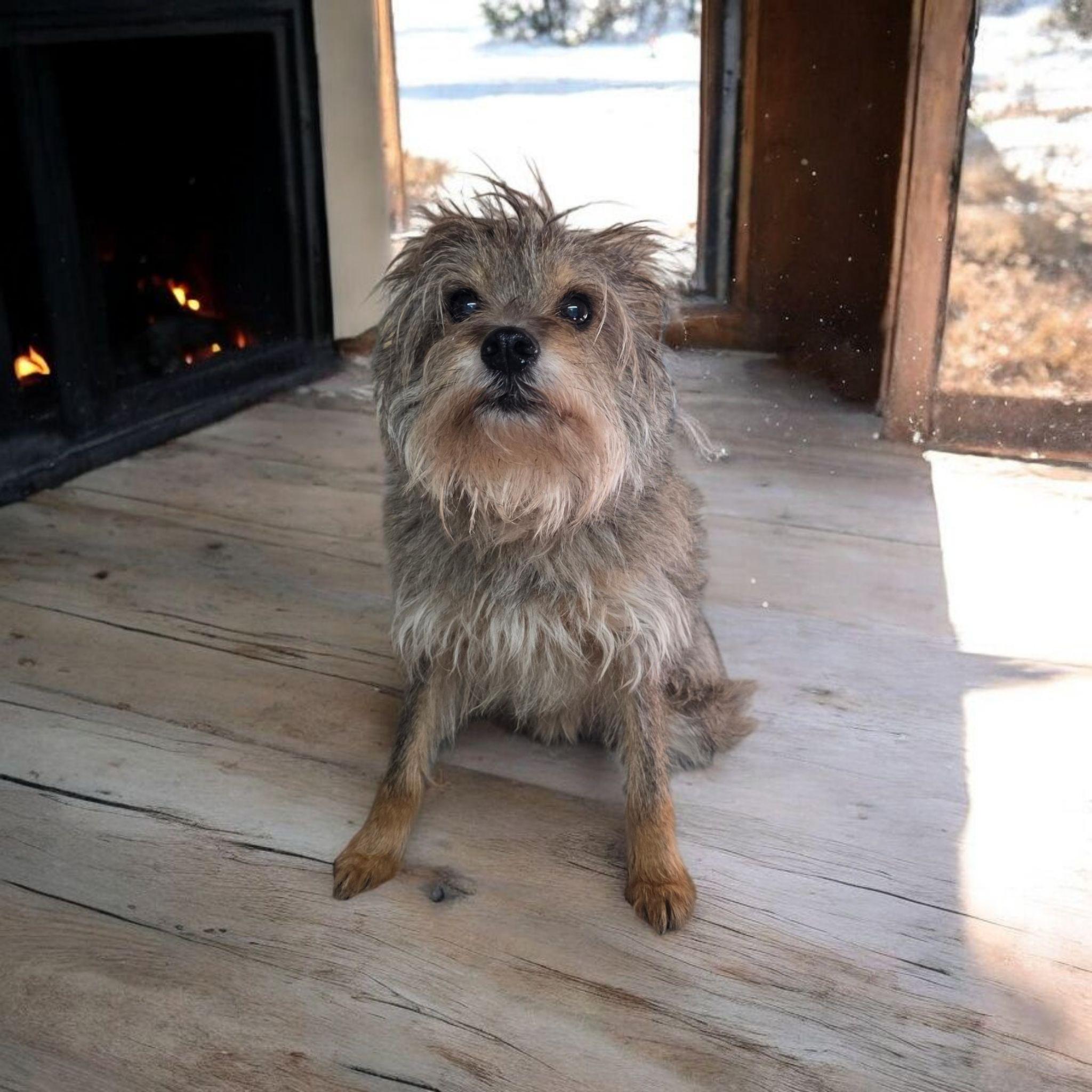 Ramen, Adoptable, Senior Male Terrier.