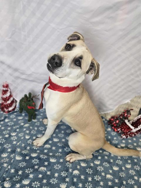 BANDIT, Adoptable, Young Male Labrador Retriever & Great Pyrenees.