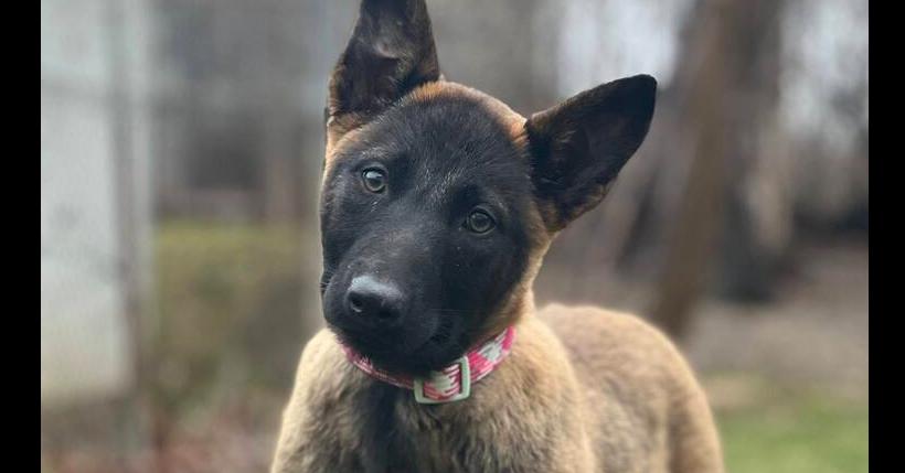 Enlarge Cinder - fka Leia Skywalker - Located in Michigan, a Adopted Belgian Shepherd / Malinois in Imlay City, MI image 1/6