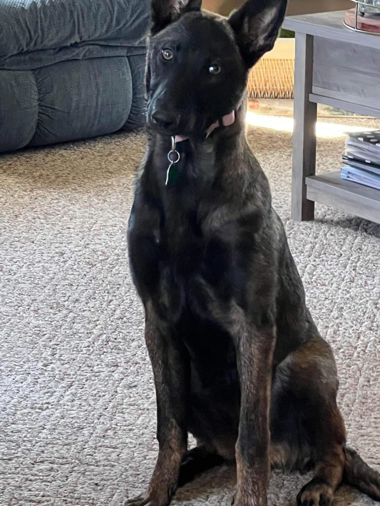 Enlarge Cinder - fka Leia Skywalker - Located in Michigan, a Adopted Belgian Shepherd / Malinois in Imlay City, MI image 3/6