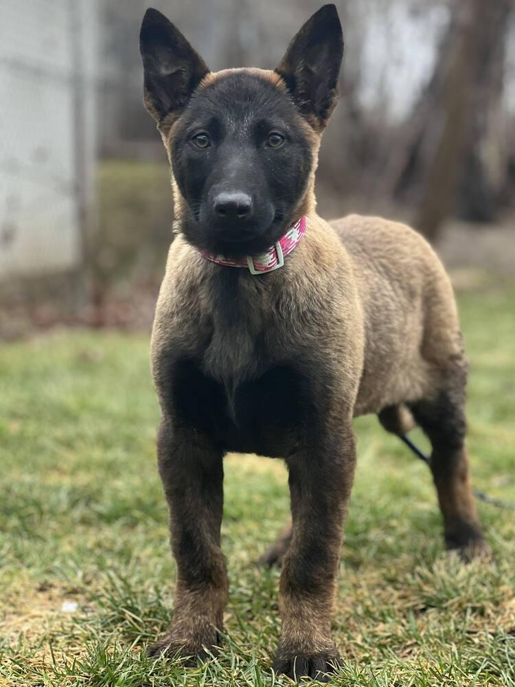 Cinder - fka Leia Skywalker - Located in Michigan, Adopted, Puppy Female Belgian Shepherd / Malinois.