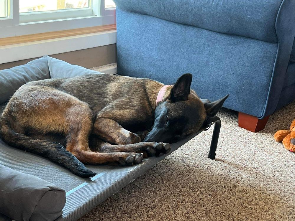 Enlarge Cinder - fka Leia Skywalker - Located in Michigan, a Adopted Belgian Shepherd / Malinois in Imlay City, MI image 6/6