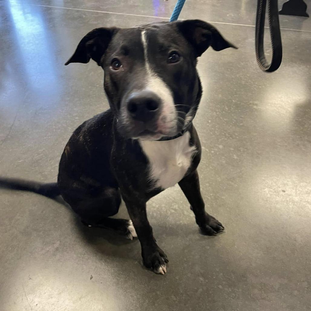 Clyde, Adoptable, Young Male Mixed Breed.