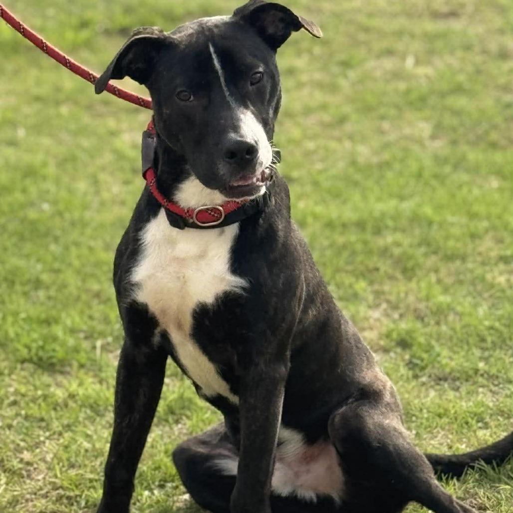 Enlarge Clyde, a Adoptable Mixed Breed in Dickinson, TX image 3/6