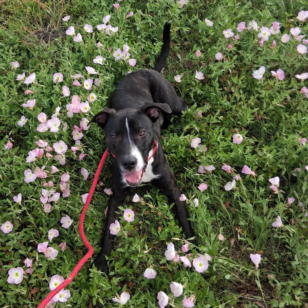 Enlarge Clyde, a Adoptable Mixed Breed in Dickinson, TX image 4/6