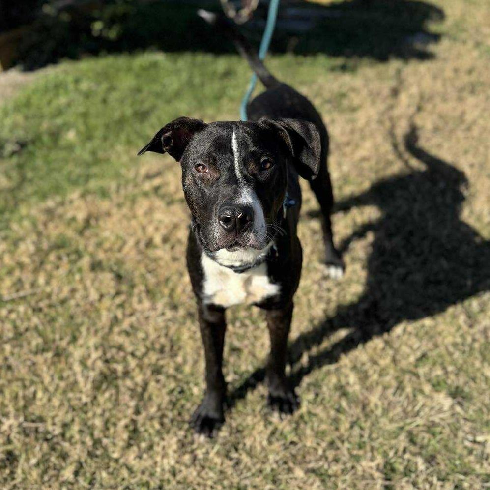Enlarge Clyde, a Adoptable Mixed Breed in Dickinson, TX image 3/4