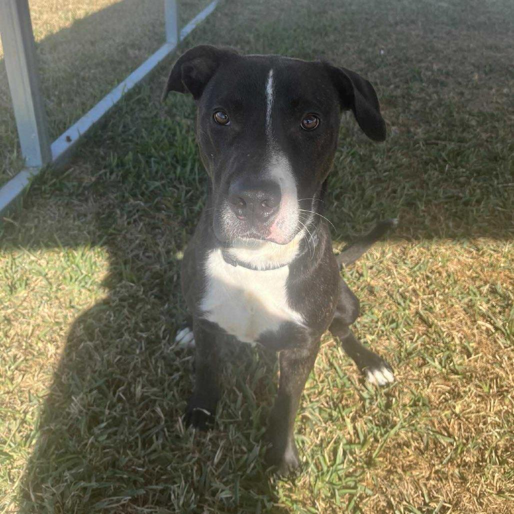 Enlarge Clyde, a Adoptable Mixed Breed in Dickinson, TX image 4/4