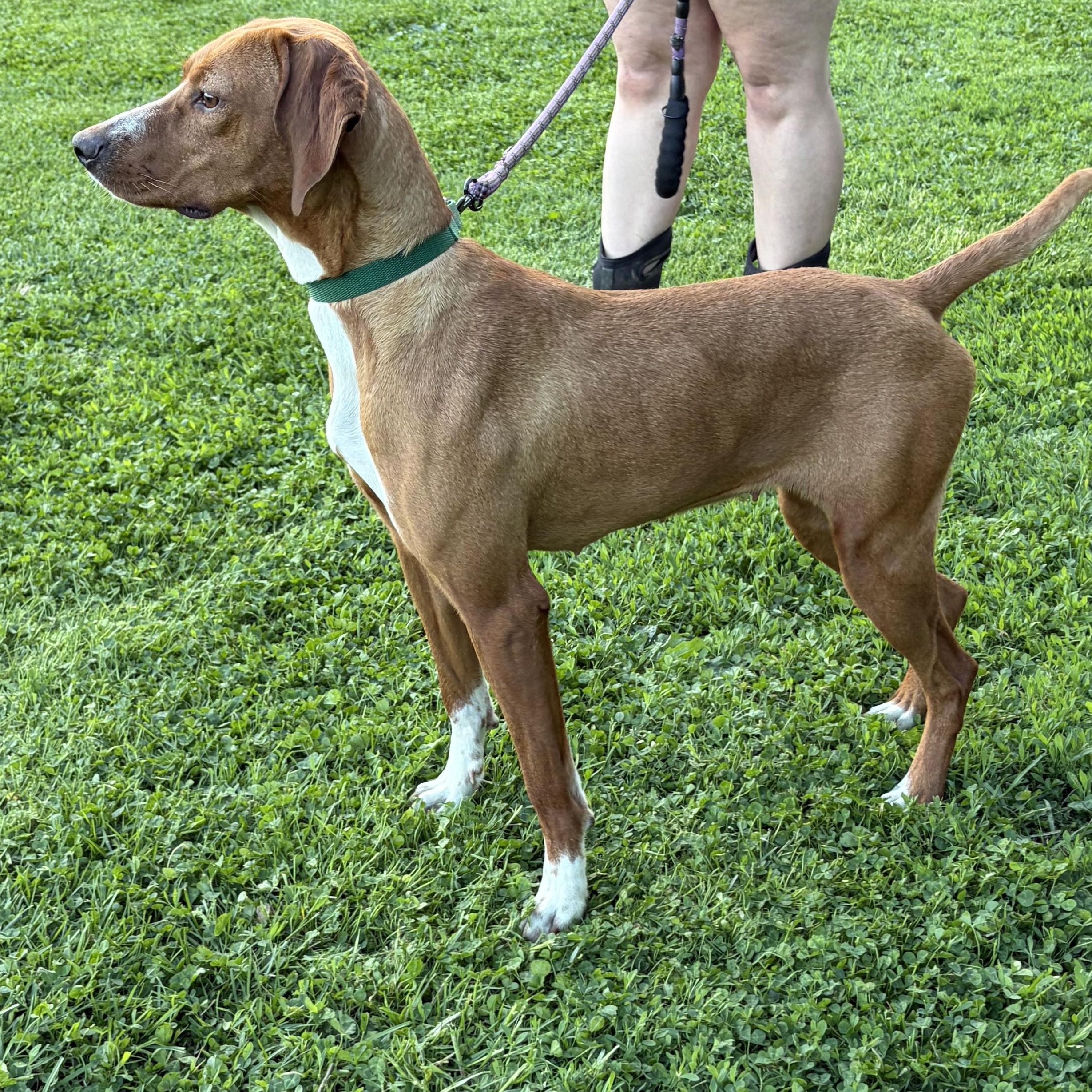 Enlarge Ruby Red, a Adoptable mixed breed in West Grove, PA image 2/3