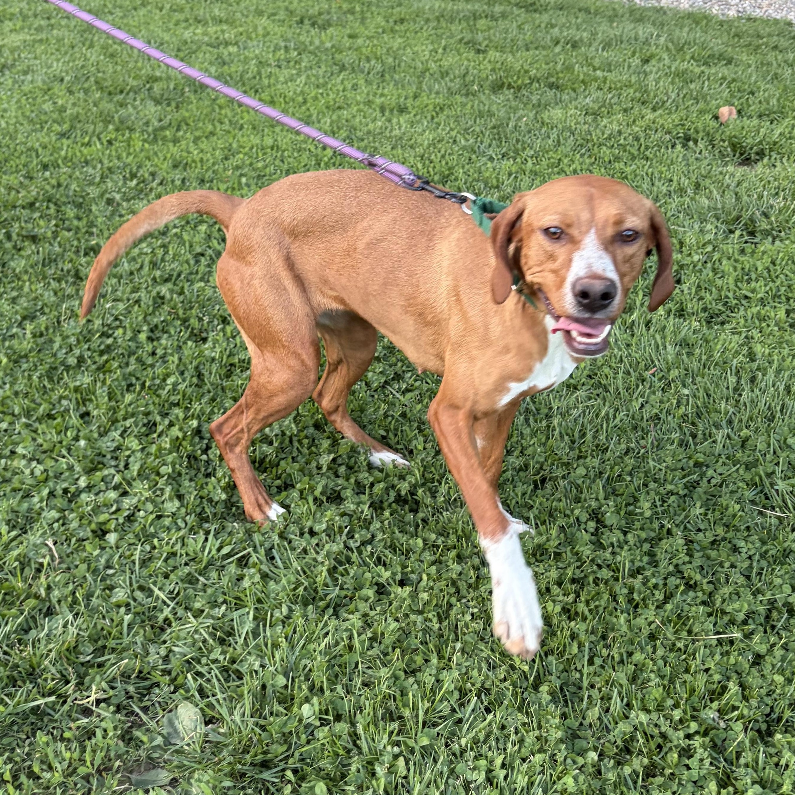 Enlarge Ruby Red, a Adoptable mixed breed in West Grove, PA image 3/3