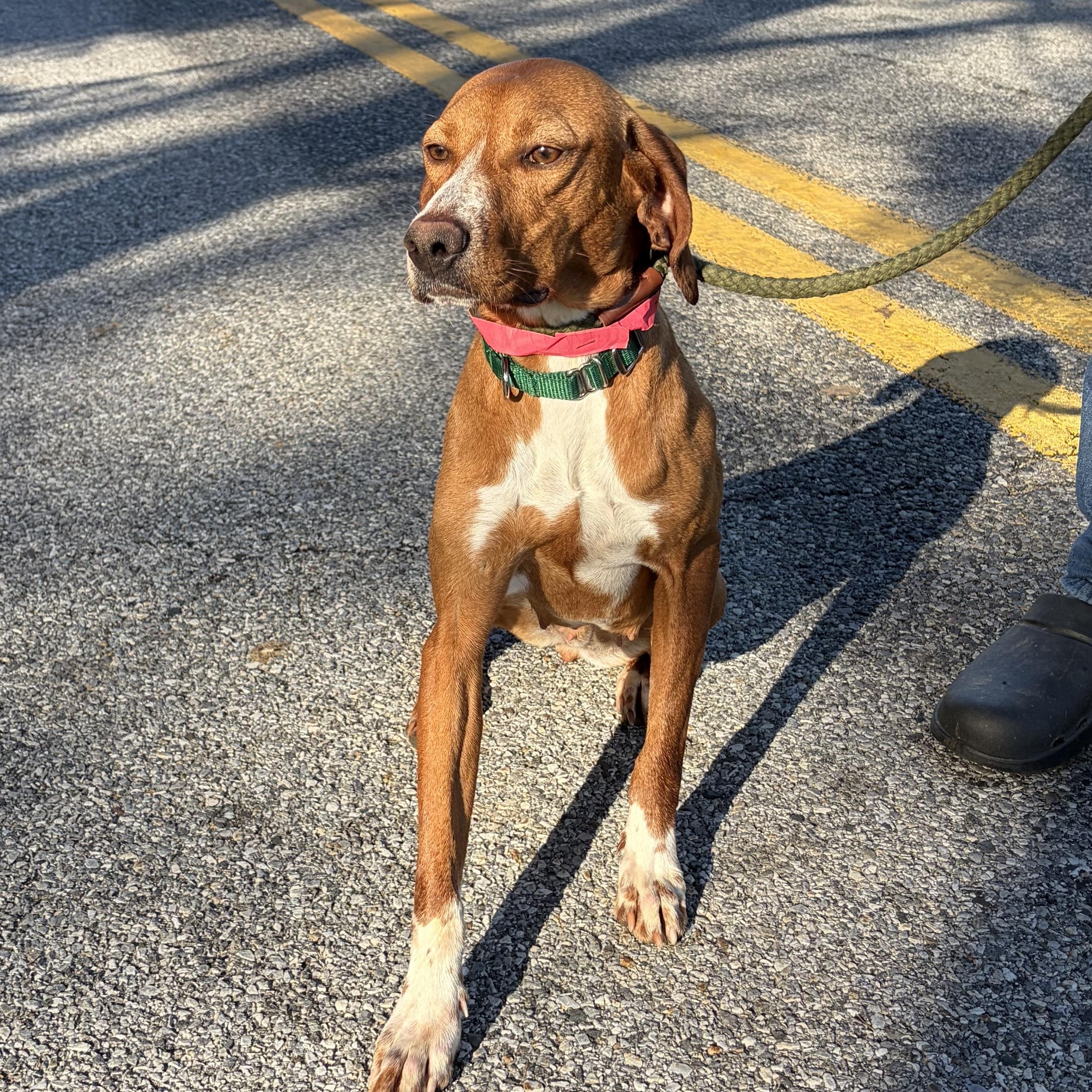 Ruby Red, Adoptable, Young Female Redbone Coonhound & Mixed Breed.