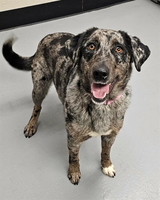 Enlarge Fable, a ADOPTABLE mixed breed in Phoenix, OR image 3/4