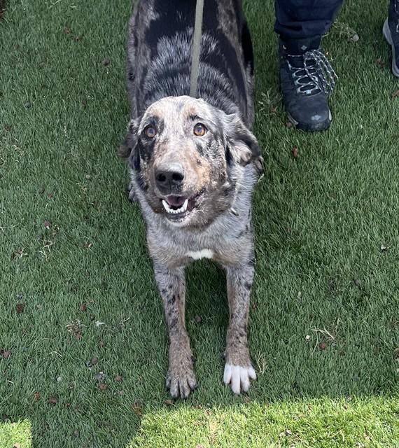 Enlarge Fable, a ADOPTABLE mixed breed in Phoenix, OR image 4/4