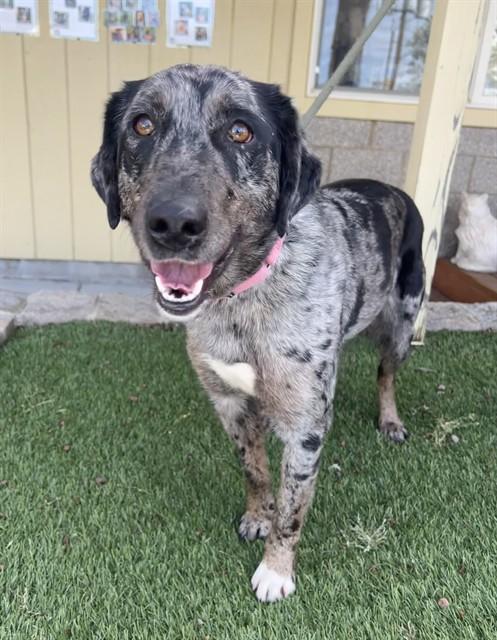 Fable, ADOPTABLE, Young Female Catahoula Leopard Dog.