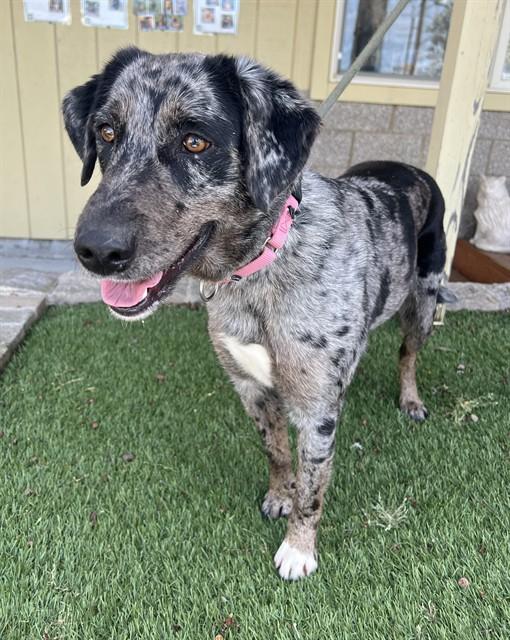 Enlarge Fable, a ADOPTABLE mixed breed in Phoenix, OR image 2/4