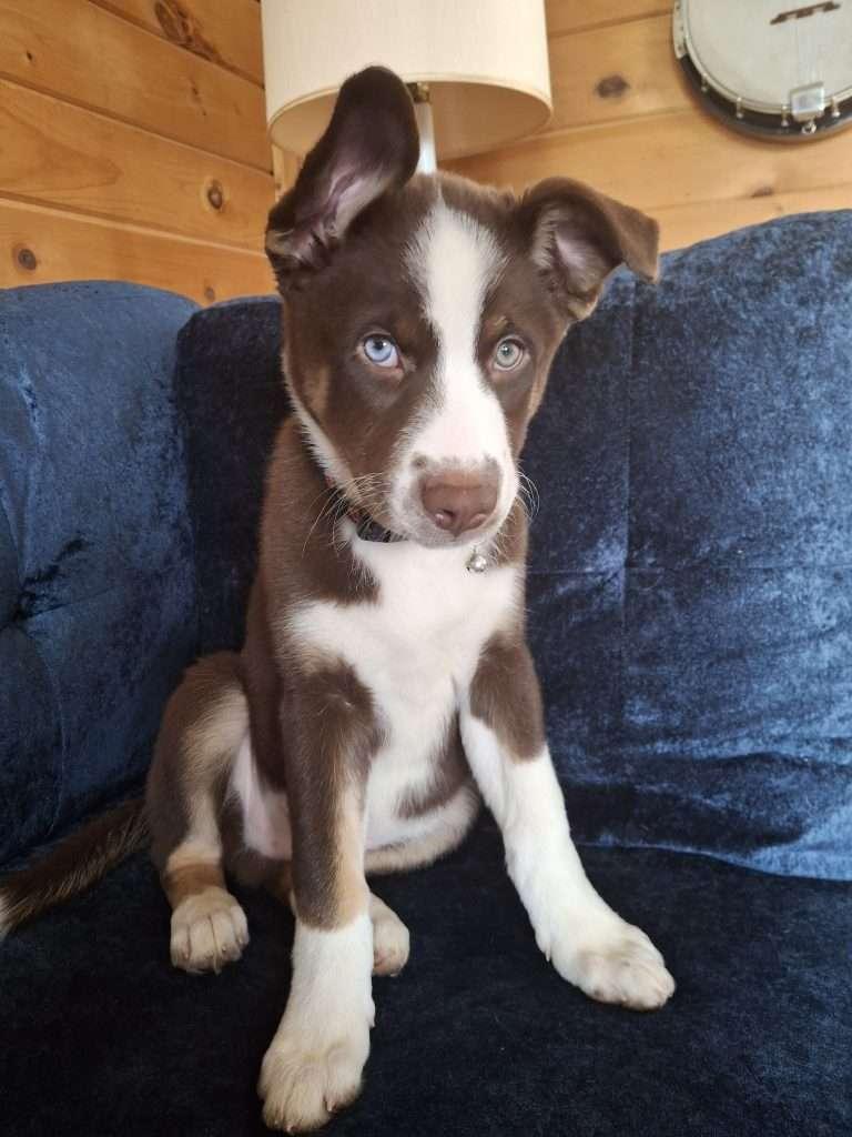 SAKARI, adopted, Young Male Husky.