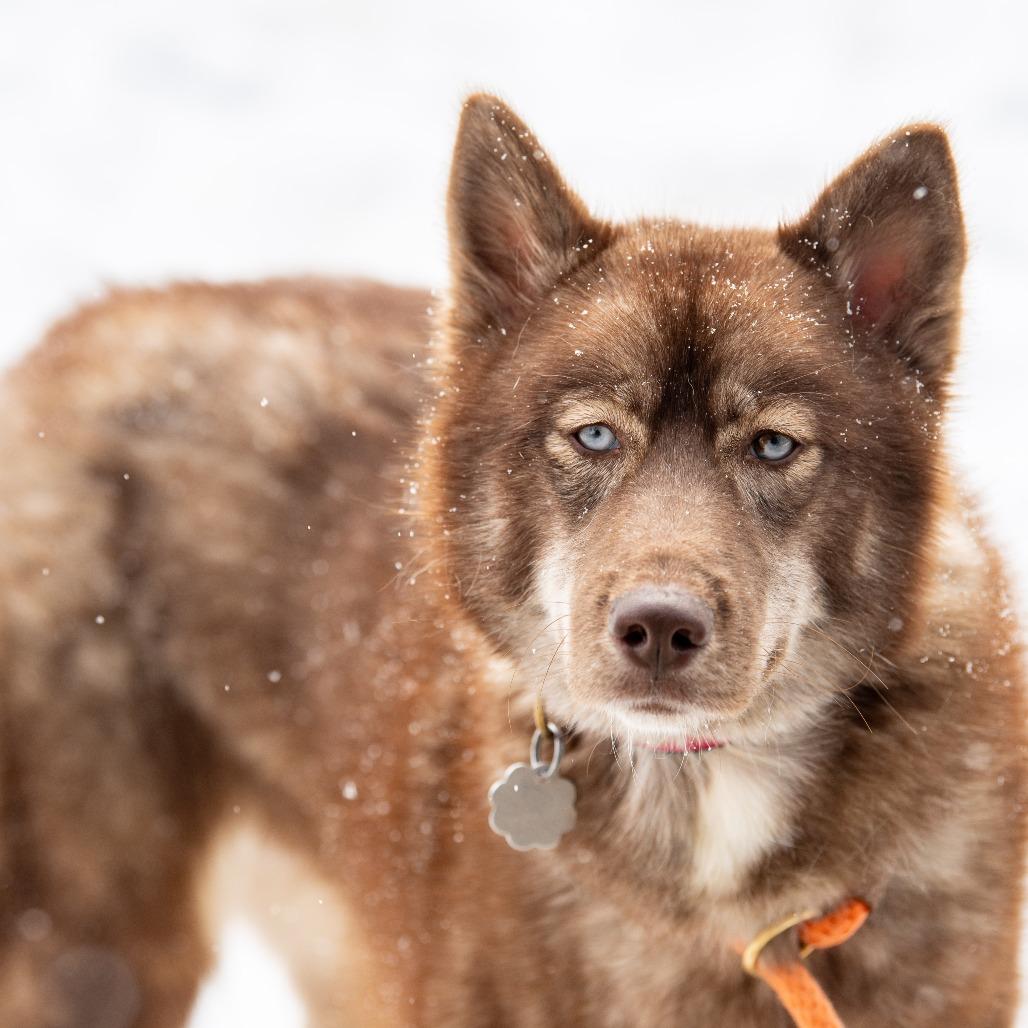 Myra, Adoptable, Young Female Mixed Breed.