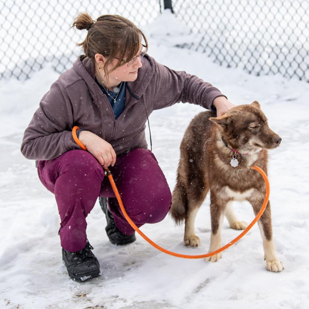 Enlarge Myra, a Adoptable Mixed Breed in Kennebunk, ME image 2/6