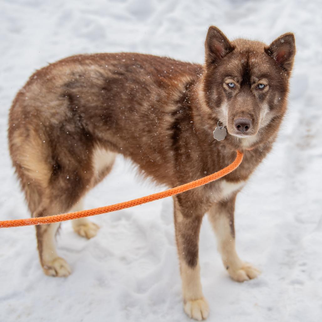 Enlarge Myra *Avail. by Appt.*, a Adoptable Mixed Breed in Kennebunk, ME image 3/6